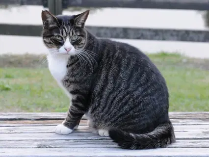 mackerel tabby cat with dark stripes and white chest sitting on a wooden surface, grass and fence in the background
