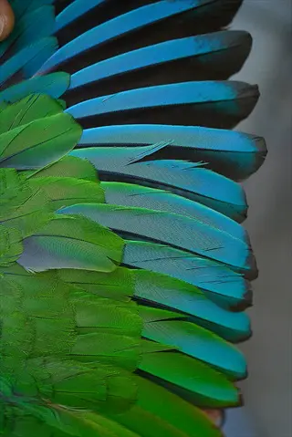 macro photo of vibrant parrot primary feathers - bright green body feathers fading to blue/teal primary flight feathers on a wing