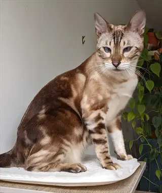 marbled bengal cat with swirled brown fur pattern, blue eyes, and white chest sitting on a cushion against a white wall with green plants in background