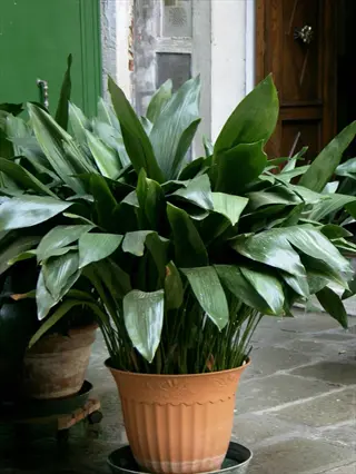 mature cast iron plants (aspidistra elatior) in decorative pots on tiled courtyard floor with architectural background