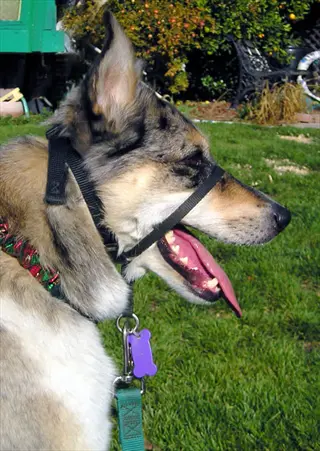 multi-colored dog wearing a black dog head halter with leash and bone-shaped tag in sunny outdoor park with grass and trees