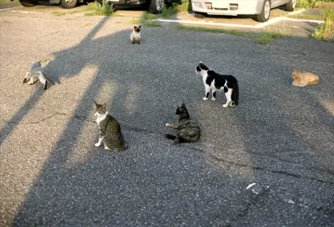 multiple cats in a parking lot meeting strangers (unfamiliar felines) during a group interaction under sunlight