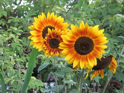 multiple sunflower garden plants with vibrant yellow-orange blooms and developing seed heads growing in a lush green garden