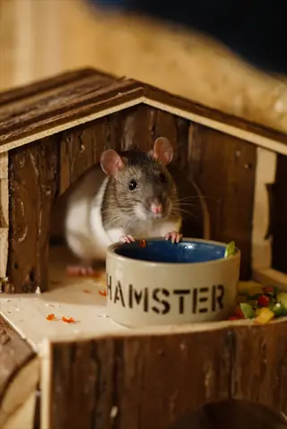 non tip hamster bowl: ceramic bowl labeled 'hamster' with hamster inside wooden house, stable design for pet habitats - no-tip designs context