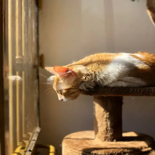 orange and white cat resting on a cat tree next to a sunlit window, gazing outside