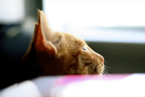 orange cat gazing upward at a bright window (likely watching birds outside)