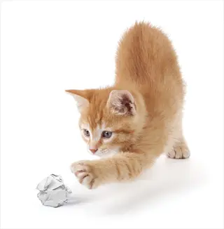 orange tabby kitten playing with crumpled paper ball , cats playing paper balls