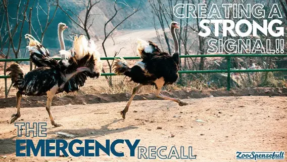 ostriches running during bird emergency recall training in an enclosure. overlaid text: 'the emergency recall', 'creating a strong signal!!', and 'zoospensefull' logo