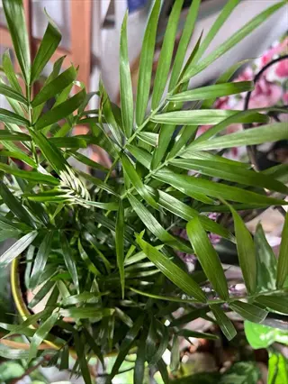 parlor palm plant (chamaedorea elegans) in pot with feathery green fronds, displayed indoors among other plants