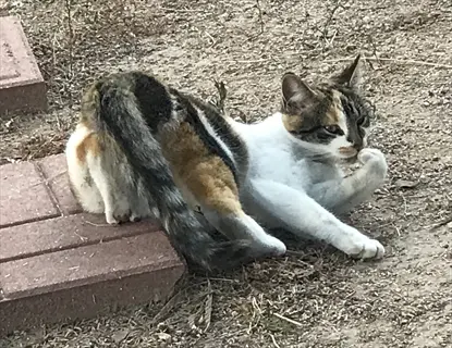 patched tabby cat (torbie) with orange, black and white fur lying on dry grass near brick steps, licking its paw