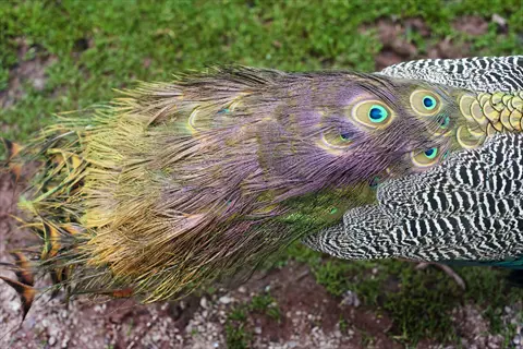 peacock displaying elaborate iridescent eyespotted bird tail feathers (tail coverts/rectrices) against contrasting striped body plumage and grassy background