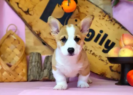 pembroke welsh corgi puppy with woven dog toy basket (part of a toy rotation system) in decorative studio setup with family sign and peaches