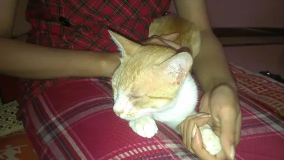 person gently holding orange-and-white cat during massage cat therapy session