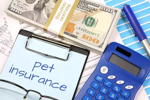 pet insurance calculator setup with $10,000 cash stack, 'pet insurance' document on clipboard, blue calculator, glasses and financial papers for cost planning