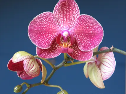 phalaenopsis orchid with purple-spotted blooms featuring pink lip and developing buds against solid blue background