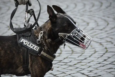 police dog (dutch shepherd) wearing a black h-shape dog harness with 'polizei' text, wire basket muzzle, and leash on cobblestone