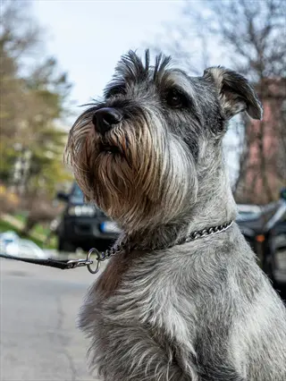 portrait of a schnauzer dog with a salt-and-pepper coat on an urban street, wearing a chain collar and leash