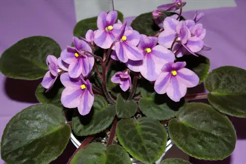 potted african violet plant with purple striped flowers, yellow centers and fuzzy green leaves against light purple background