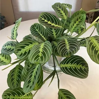 prayer plant (maranta leuconeura) with vibrant lemon-lime veined leaves displayed in clear pot on indoor table