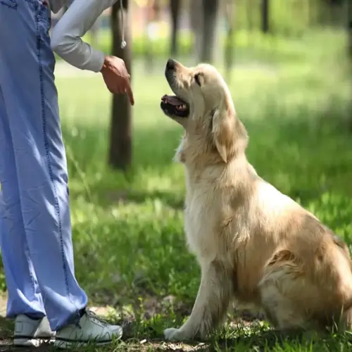 professional dog trainer working with golden retriever: trainer points finger while sitting dog looks up attentively in sunny grassy park