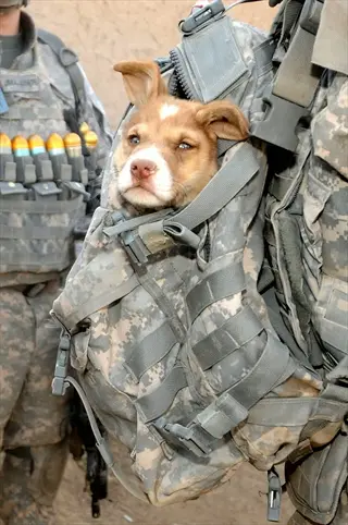 puppy in military backpack with soldiers in background, representing military family pets during relocation support