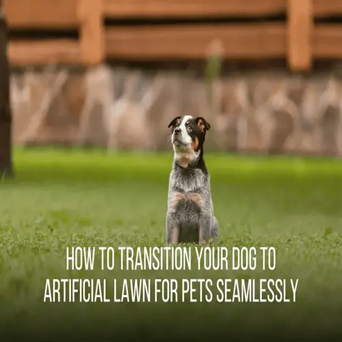 puppy potty training yard: australian cattle dog sitting on grass with text overlay about transitioning pets to artificial lawn