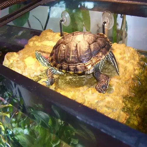 red-eared slider turtle basking on a rock platform in a planted aquarium with visible water levels and background vegetation