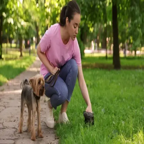 responsible pet owner cleaning up after her leashed dog in a sunny park