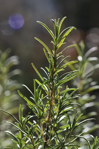 rosemary herb (salvia rosmarinus) with aromatic needle-like foliage growing outdoors in sunlight with soft bokeh background