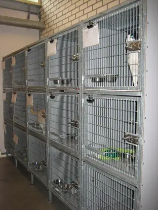 row of metal animal cages in an animal quarantine facility with attached paperwork and occupying animals (quarantine coordination context)