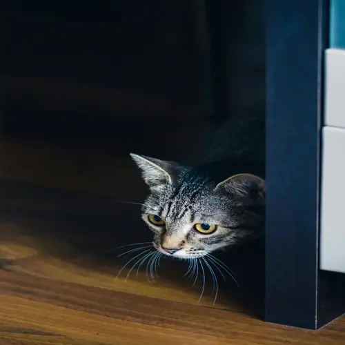 scared cat hiding behind a door, peeking out with wide eyes and focused expression