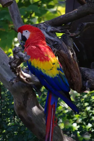 scarlet macaw with vibrant red, blue, and yellow plumage perched on a gnarled branch, showcasing visible macaw secondary feathers on folded wings, amidst lush green foliage