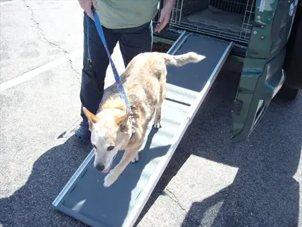 senior dog using a car dog ramp to exit a vehicle, guided by a handler in a parking lot. pet ramps assist older dogs with mobility