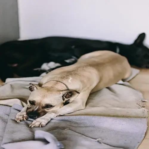 senior tan-colored dog resting on bed with black dog in background