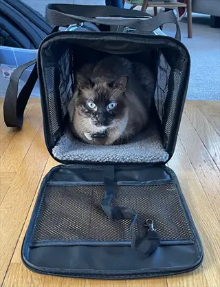 siamese cat resting inside an open pet carrier on a wooden floor in a home setting