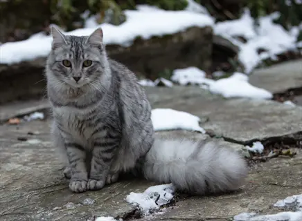 silver tabby cat with thick fur and bushy tail sitting on a snow-dusted stone path in a garden setting