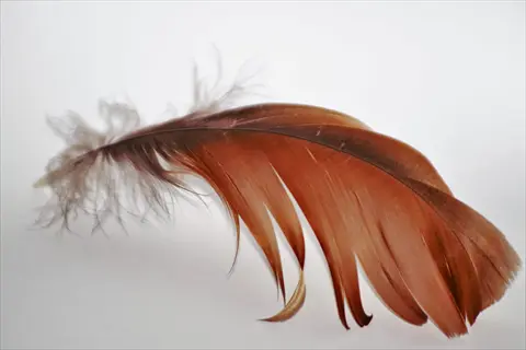 single detached bird contour feather against white background, displaying brown gradient coloration, structured vane, and downy base characteristic of contour feathers
