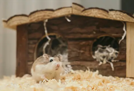 soft hamster bedding close: roborovski hamster near wooden hideout in cage with natural wood shavings bedding