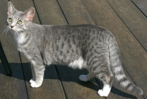 spotted tabby cat with gray fur, white paws and chest, green eyes, standing on a sunlit wooden deck