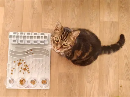 tabby cat sitting beside a cat puzzle feeder with food pellets and containers, labeled 'cat activity', on a wooden floor