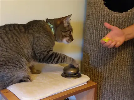 tabby cat with green collar pressing button during cat clicker training, human hand holding treat in living room