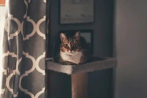 tabby cat with white face resting on a cat tree platform near a window with gray geometric-patterned curtains, in a softly lit cozy room