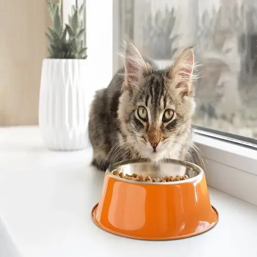 tabby kitten eating solid food from orange bowl on windowsill with potted plant background
