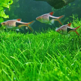three harlequin rasboras swimming above a lush green dwarf hairgrass carpet in a clear freshwater aquarium with driftwood and background plants