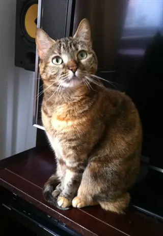 torbie cat with green eyes sitting on a wooden entertainment center, looking up at the camera, tv and speakers visible in the background