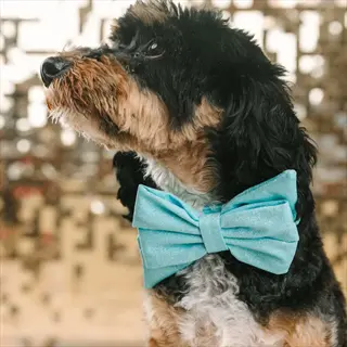 tricolor cavalier king charles spaniel wearing light blue bowtie attached to dog flat collar, gold sequin background