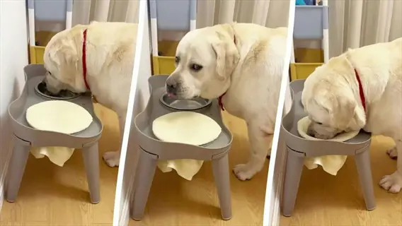 triptych: yellow labrador using an elevated dog bowl stand with two stainless steel bowls and beige placemats. indoor home setting with light walls and wooden flooring