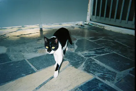 tuxedo cat walking on patterned tile floor, looking at camera