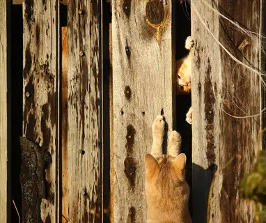 two cats interacting at a weathered wooden fence: one reaches through slats toward another peeking out from its hiding place between aged planks