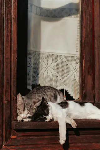two cats napping on a wooden window frame perch with lace curtains in the background